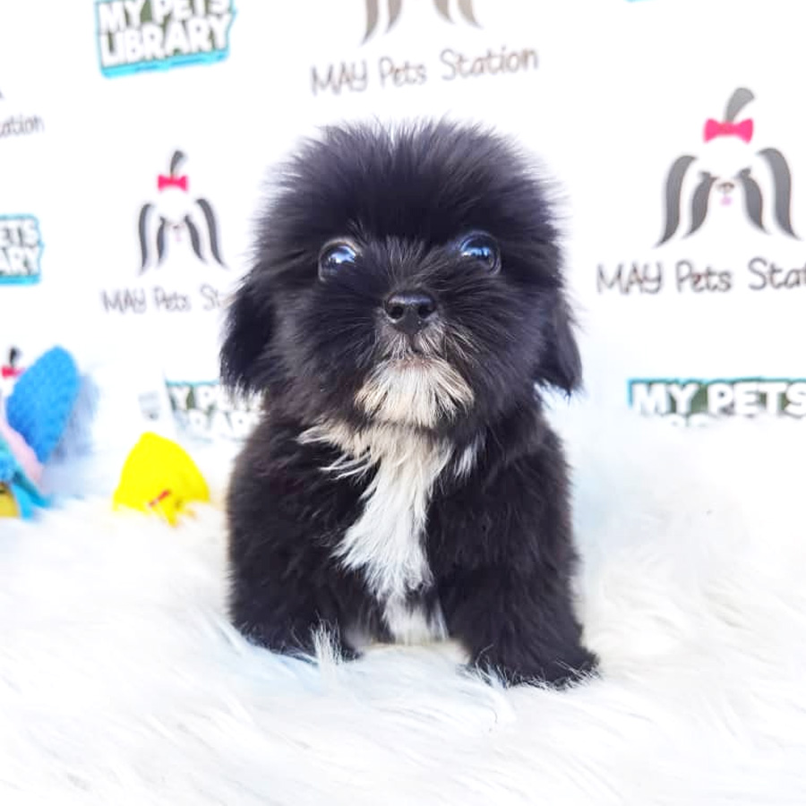 ShihPoo Puppy For Sale