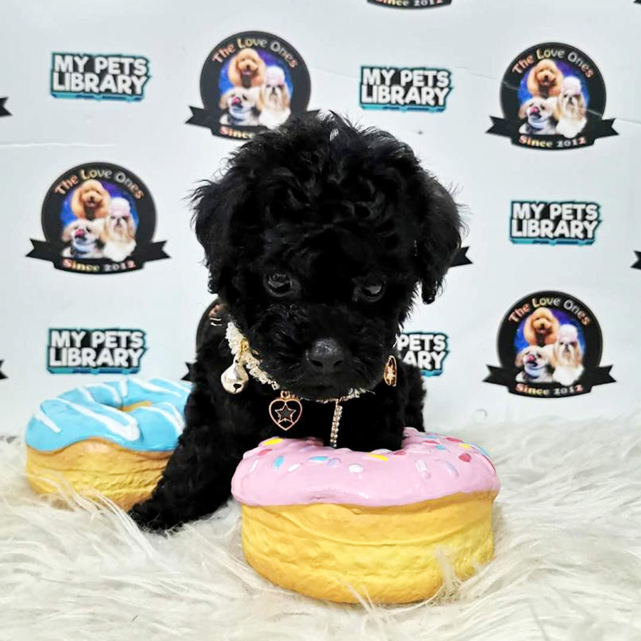 Tiny Poodle Puppy For Sale