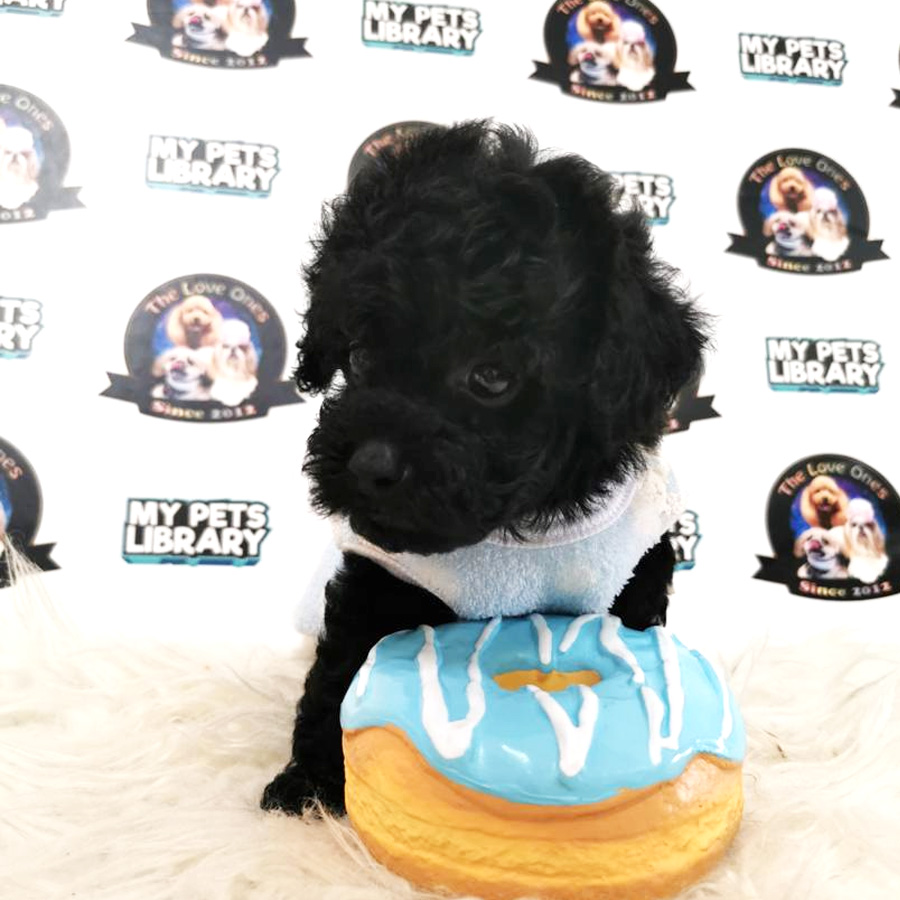 Tiny Poodle Puppy For Sale