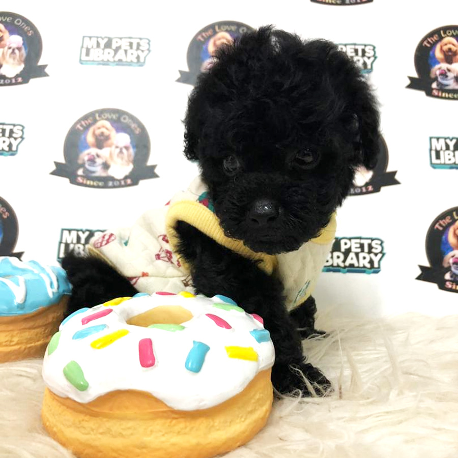 Tiny Poodle Puppy For Sale