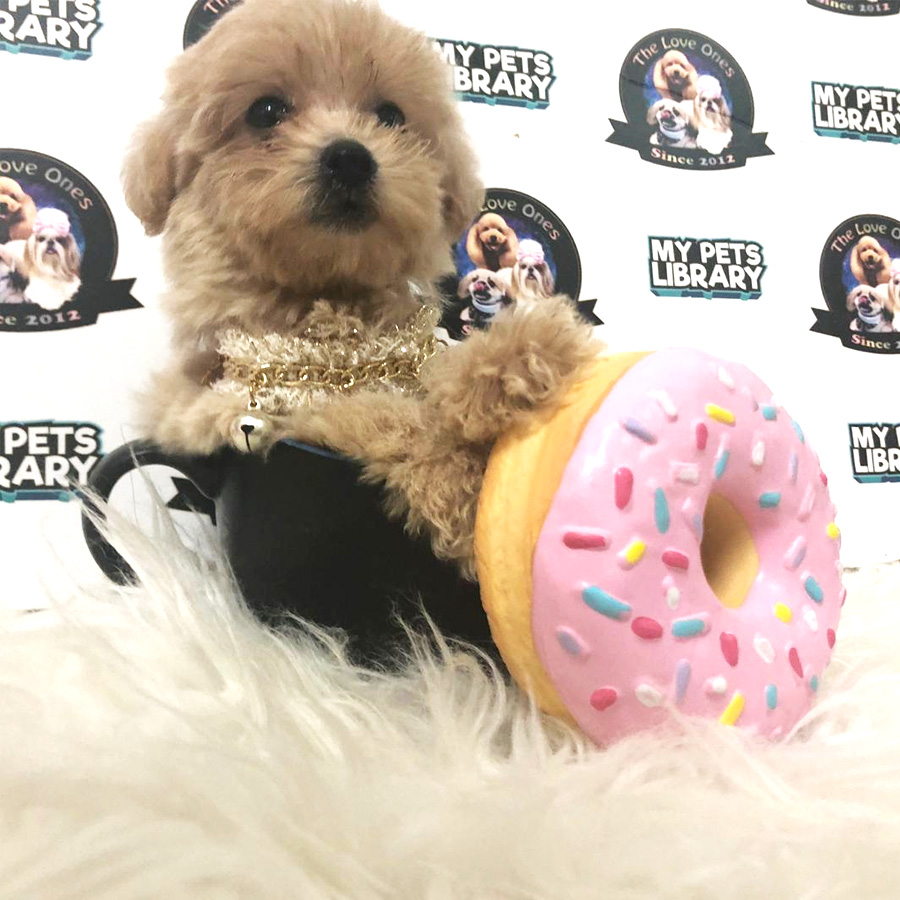 Tiny  Poodle Puppy For Sale (Female)