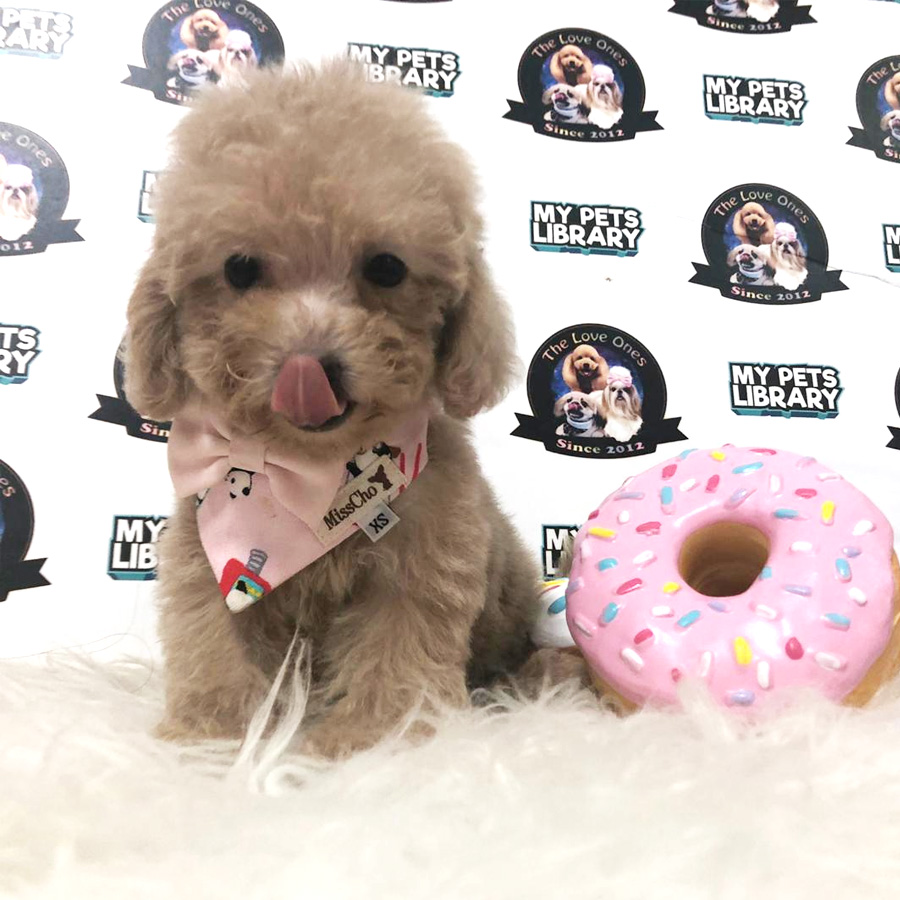 Tiny Poodle Puppy For Sale