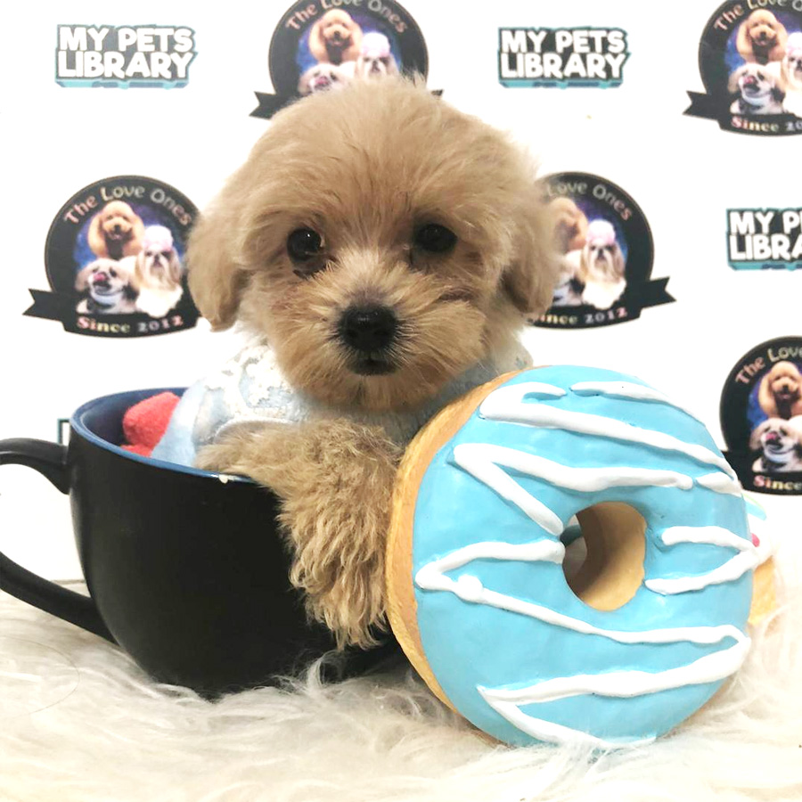 Tiny Poodle Puppy For Sale
