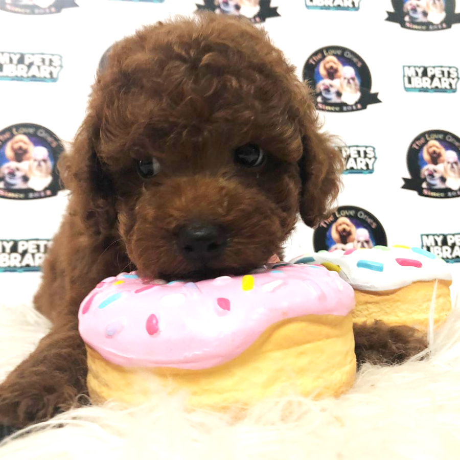 Tiny Toy Poodle Puppy For Sale (Female)
