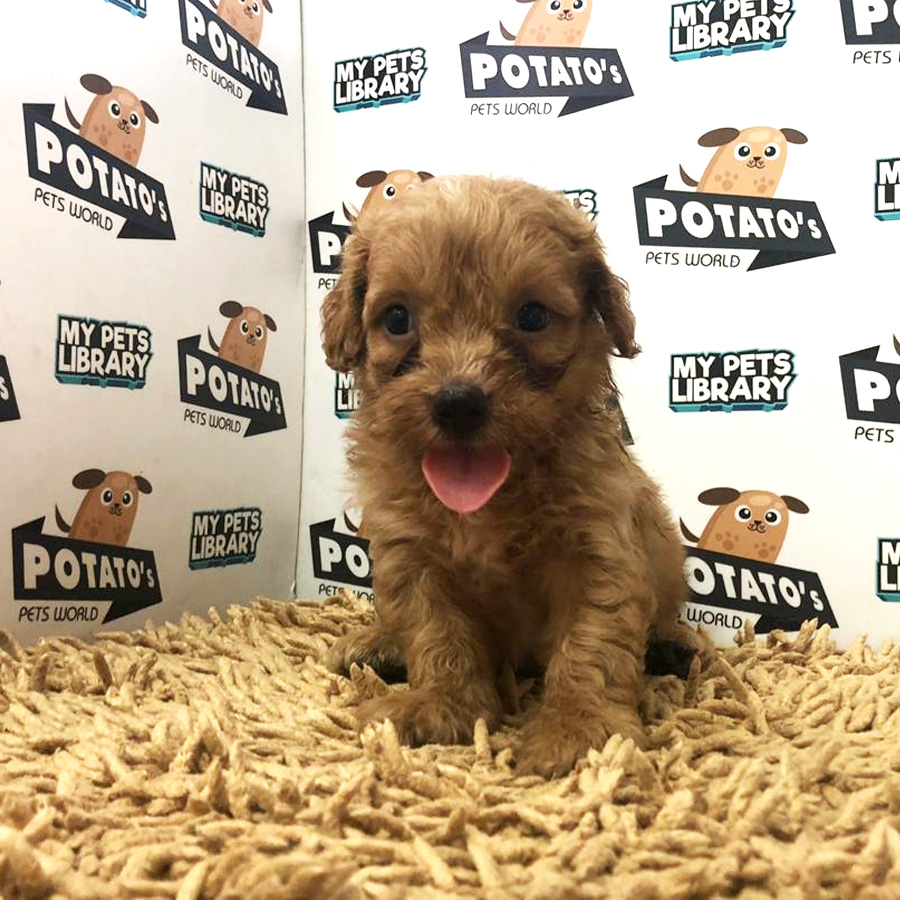 Toy Poodle Puppy For Sale (Male)