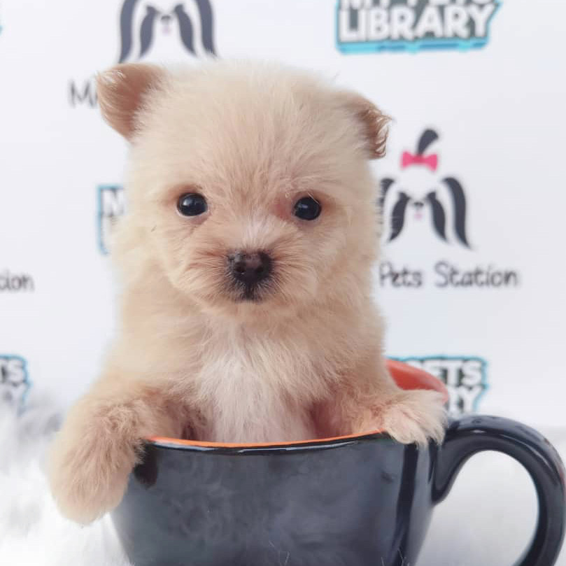 Maltipoo Puppy For Sale (Male)