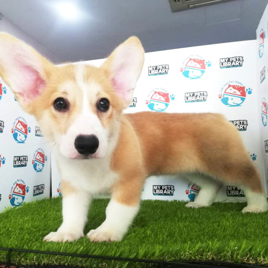 Welsh Corgi Puppy (Male) For Sale