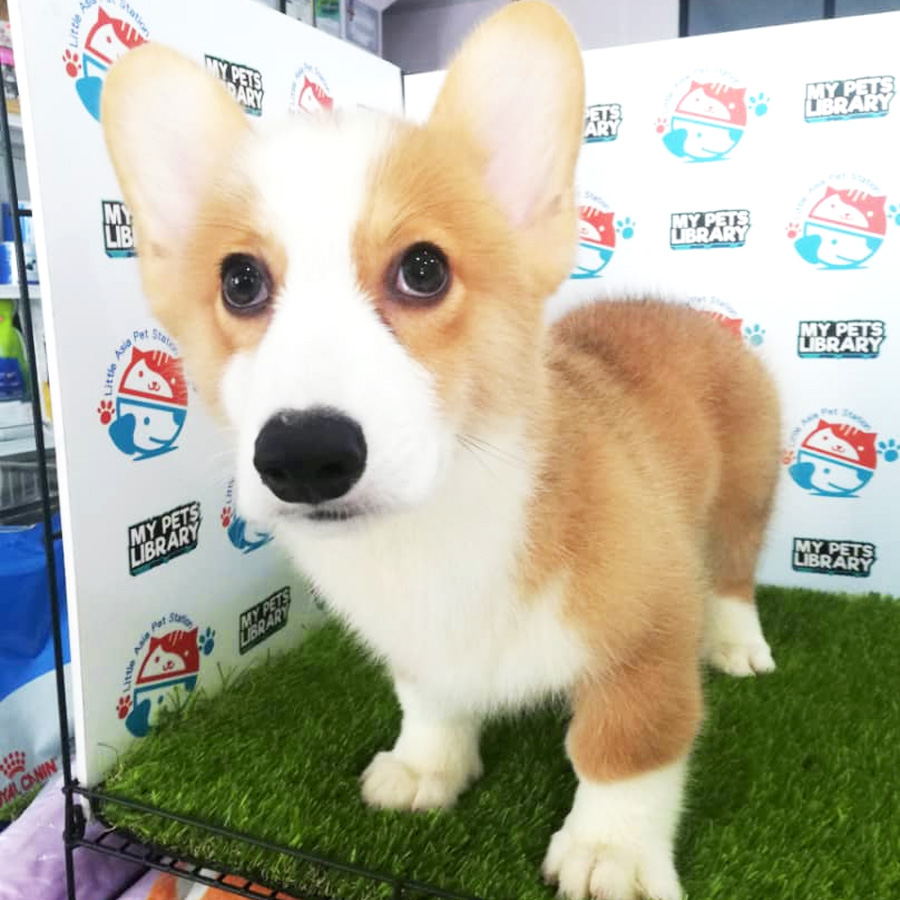 Welsh Corgi Puppy (Male) For Sale