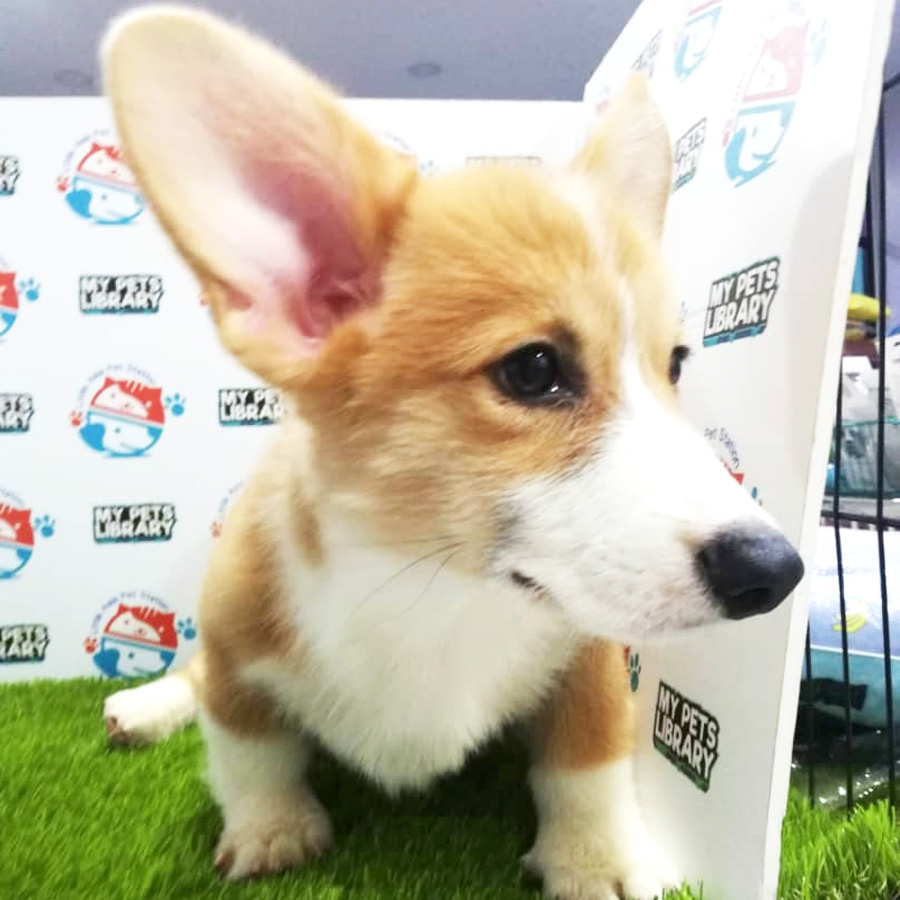 Welsh Corgi Puppy (Male) For Sale