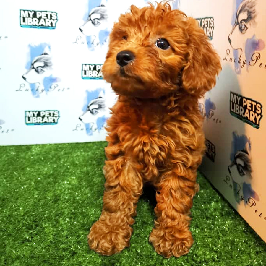 Toy Poodle Puppy (Female) For Sale