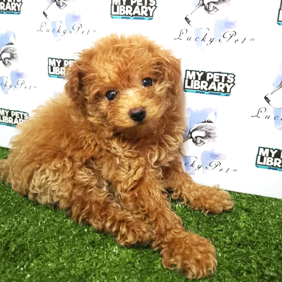 Toy Poodle Puppy (Female) For Sale
