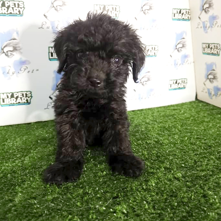 Toy Poodle Puppy (Male) For Sale