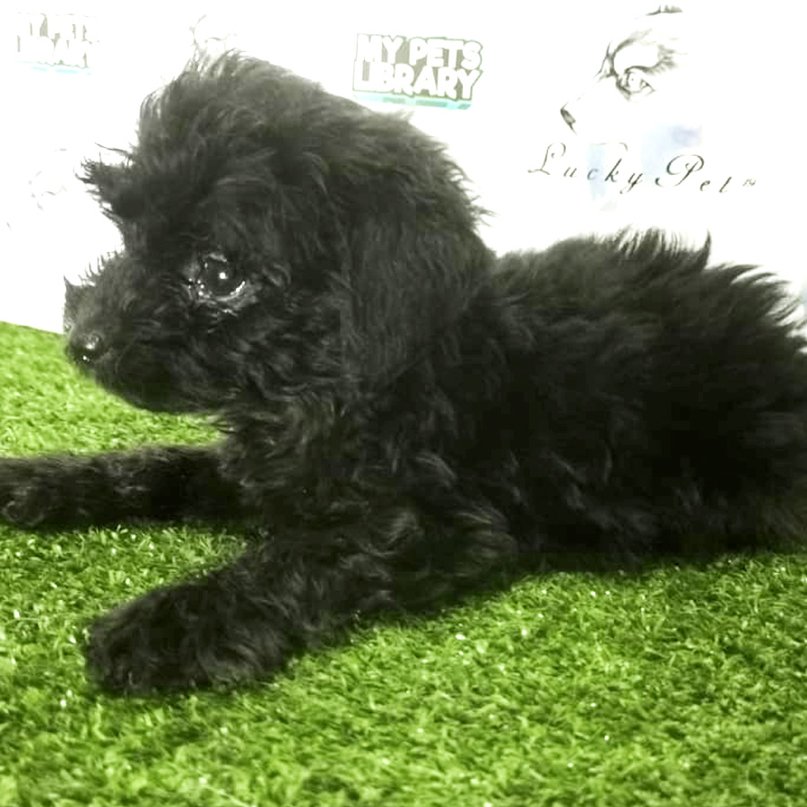 Toy Poodle Puppy (Male) For Sale