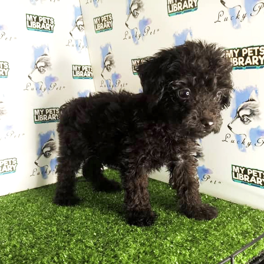 Toy Poodle Puppy (Male) For Sale