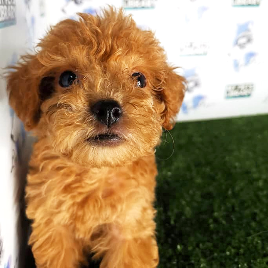Toy Poodle Puppy (Male) For Sale