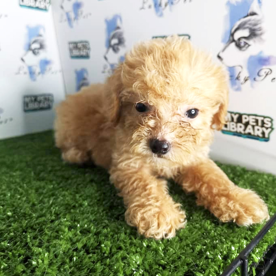 Toy Poodle Puppy (Female) For Sale