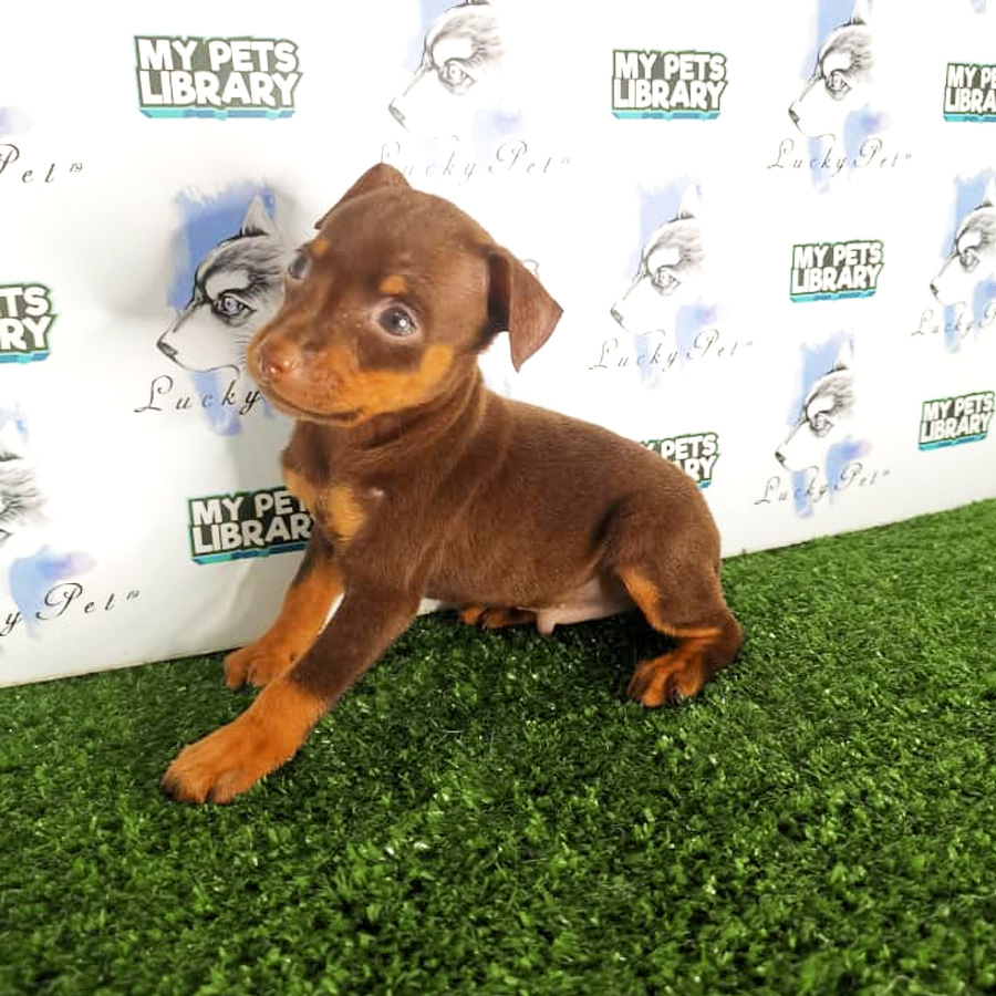 Mini Pinscher Puppy For Sale