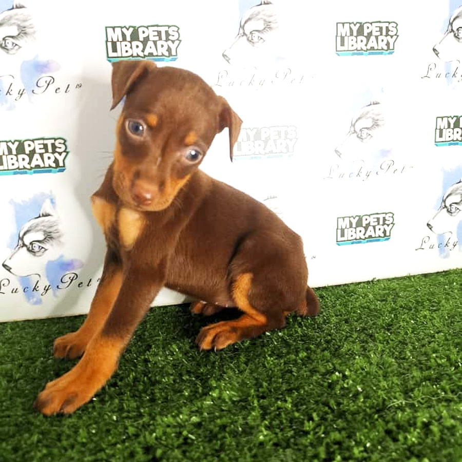Mini Pinscher Puppy For Sale