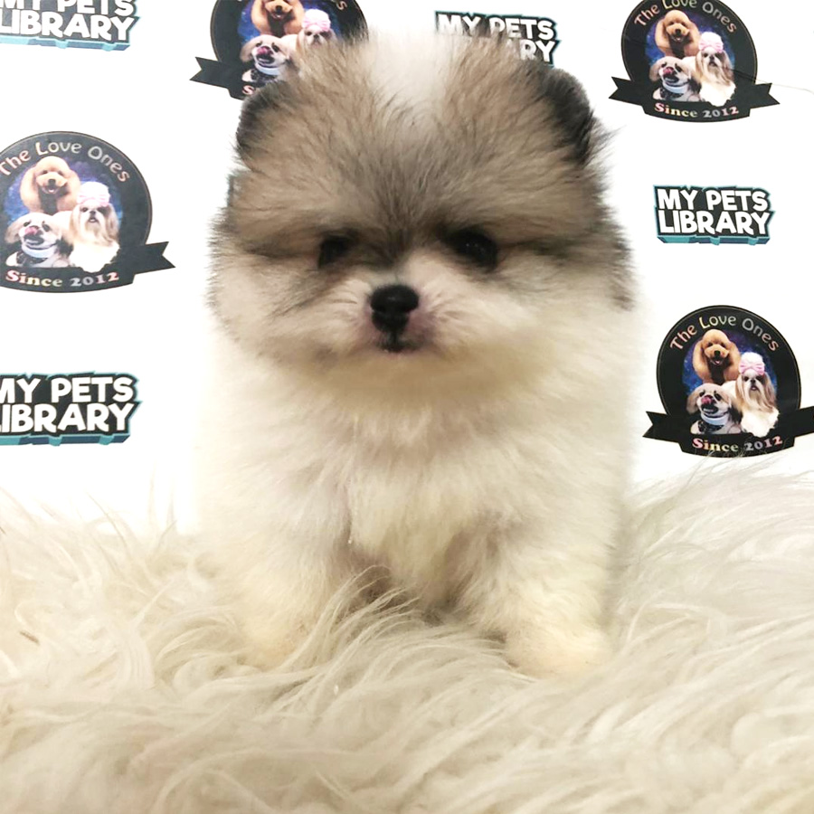 Tiny Pomeranian Puppy (Male) For Sale