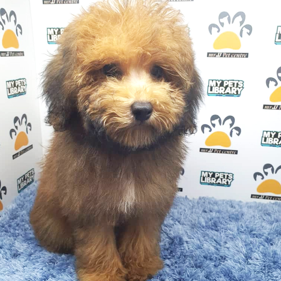 Toy Poodle Puppy (Male) For Sale