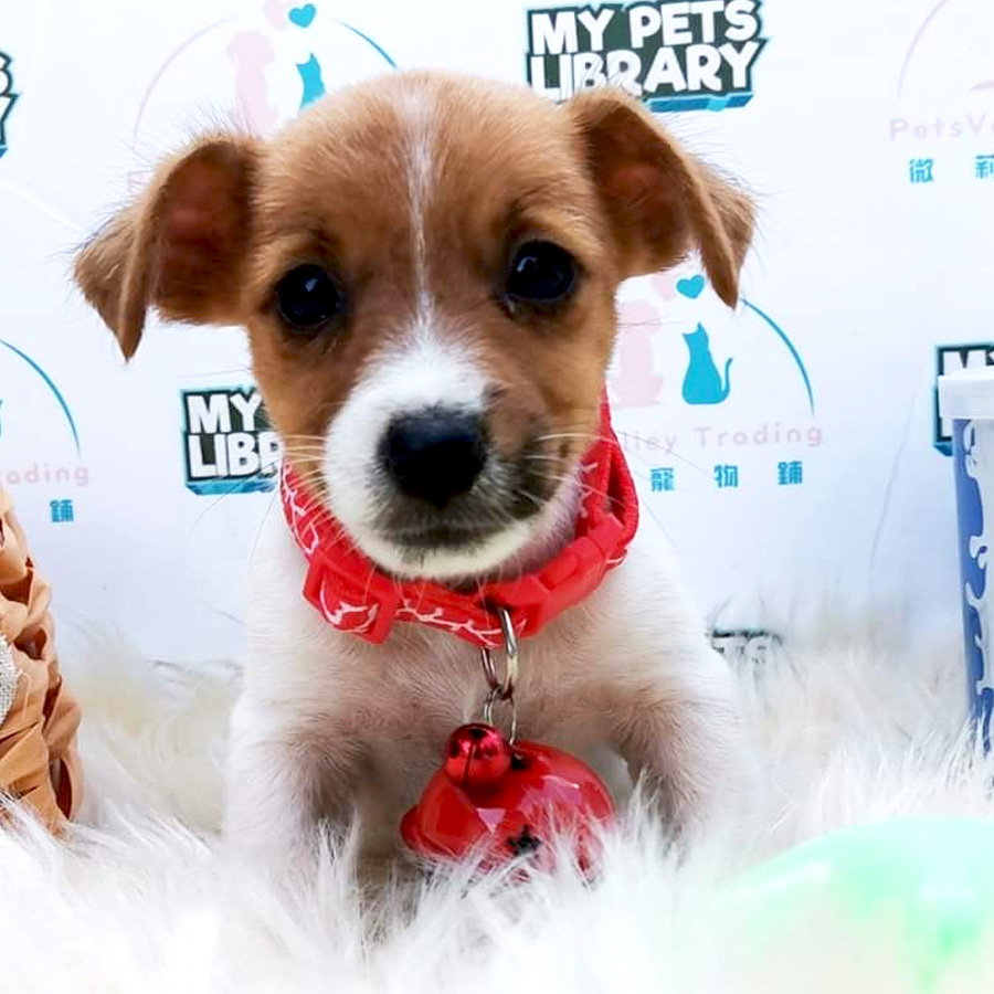 Jack Russell Puppy For Sale