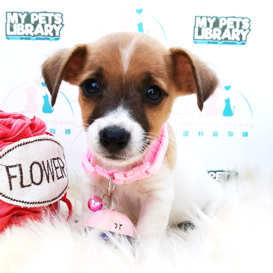 Jack Russell Puppy For Sale