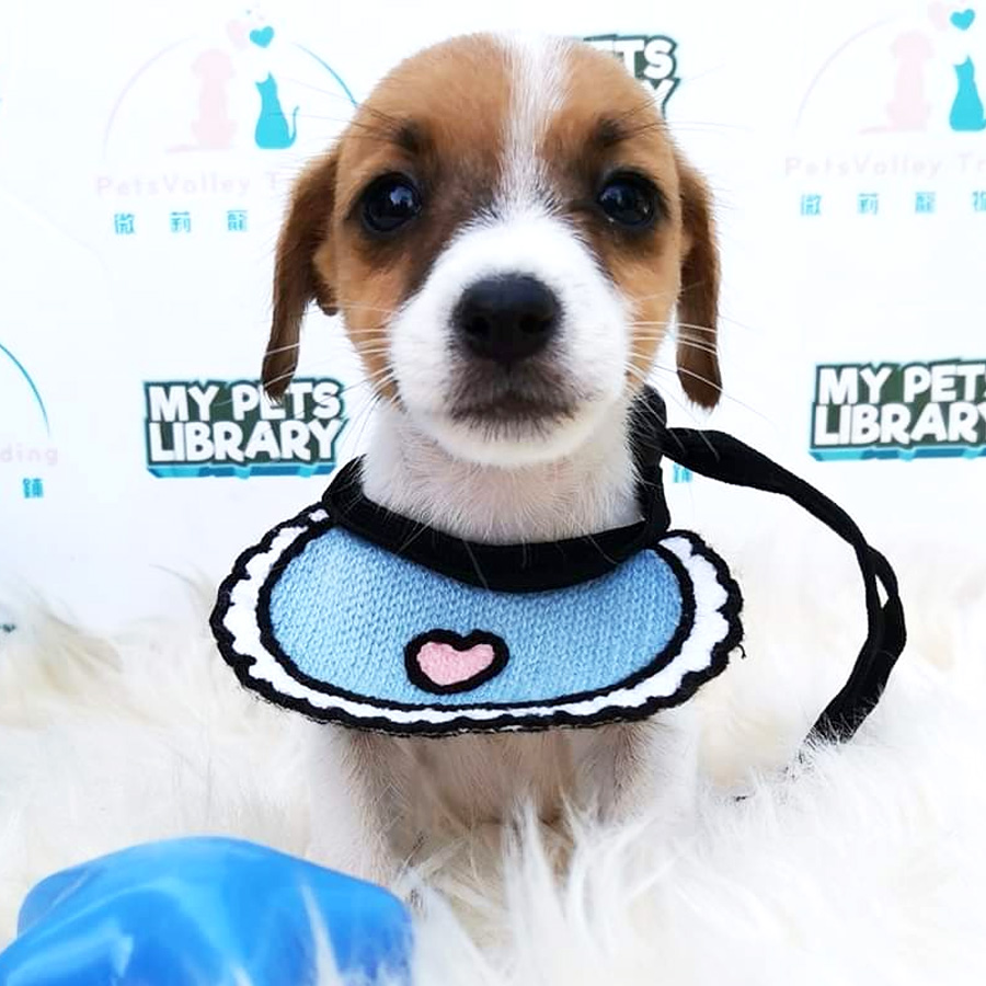 Jack Russell Puppy For Sale