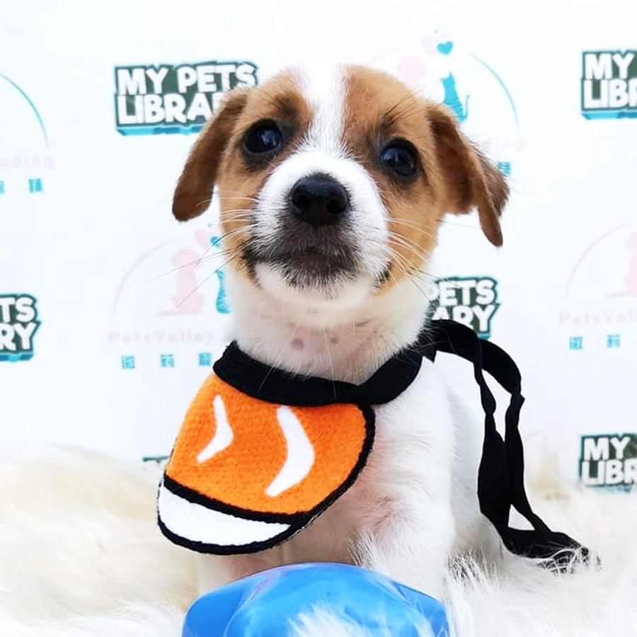 Jack Russell Puppy For Sale