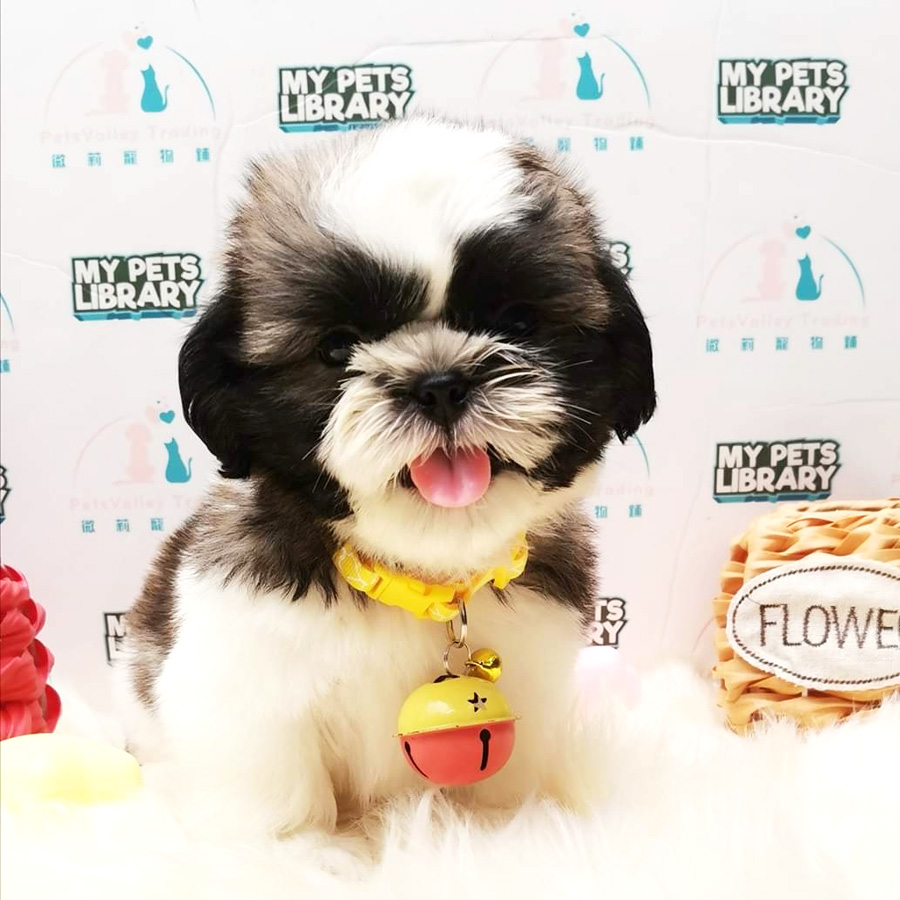 Shih Tzu Puppy (Male) For Sale