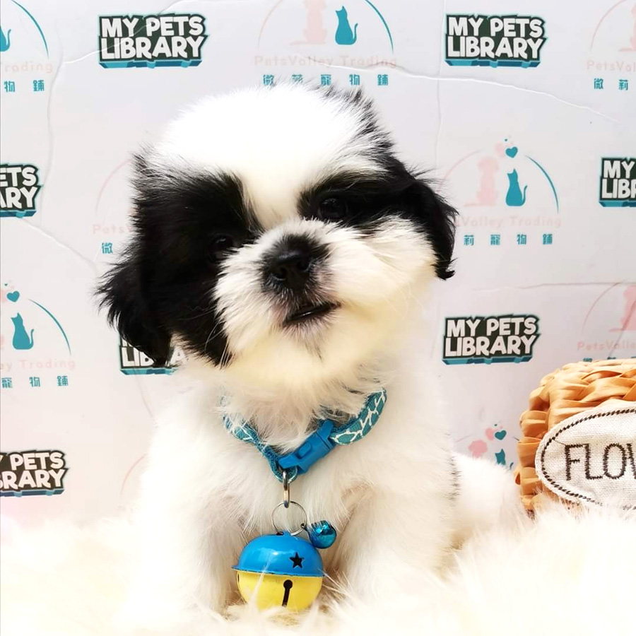 Shih Tzu Puppy (Male) For Sale