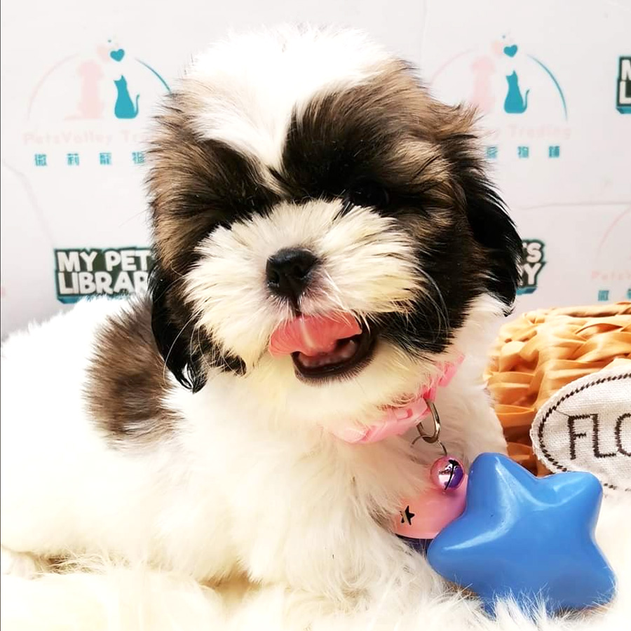 Shih Tzu Puppy (Female) For Sale