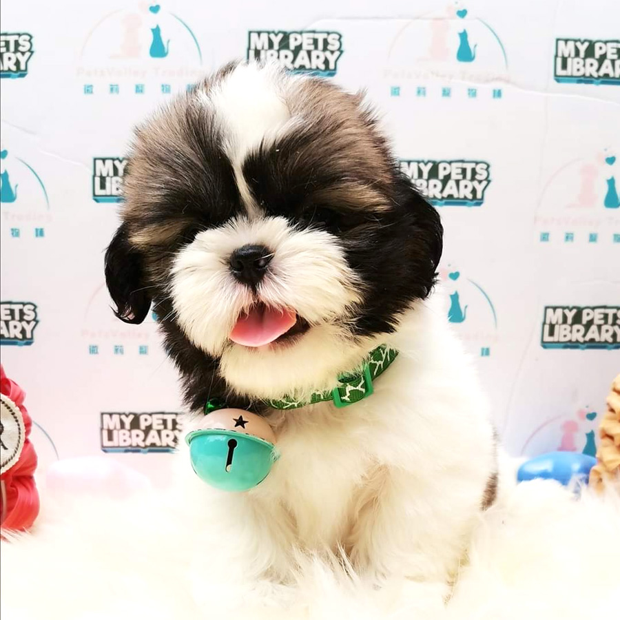 Shih Tzu Puppy (Male) For Sale