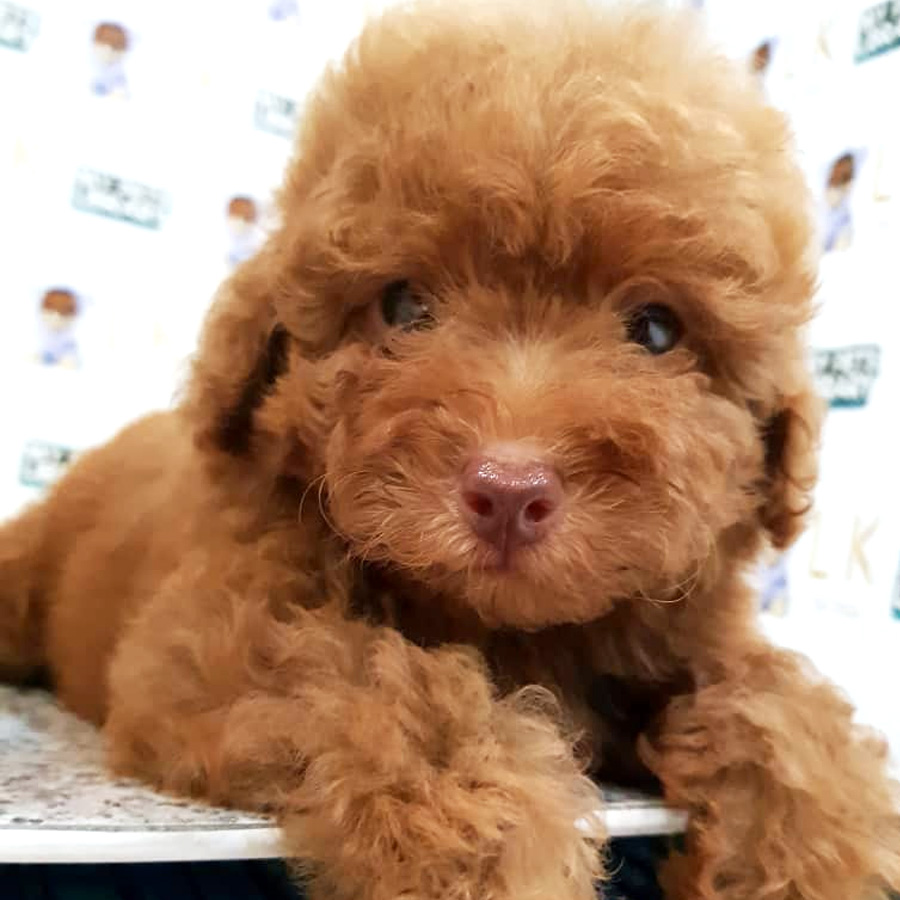 Toy Poodle Puppy (Male) For Sale
