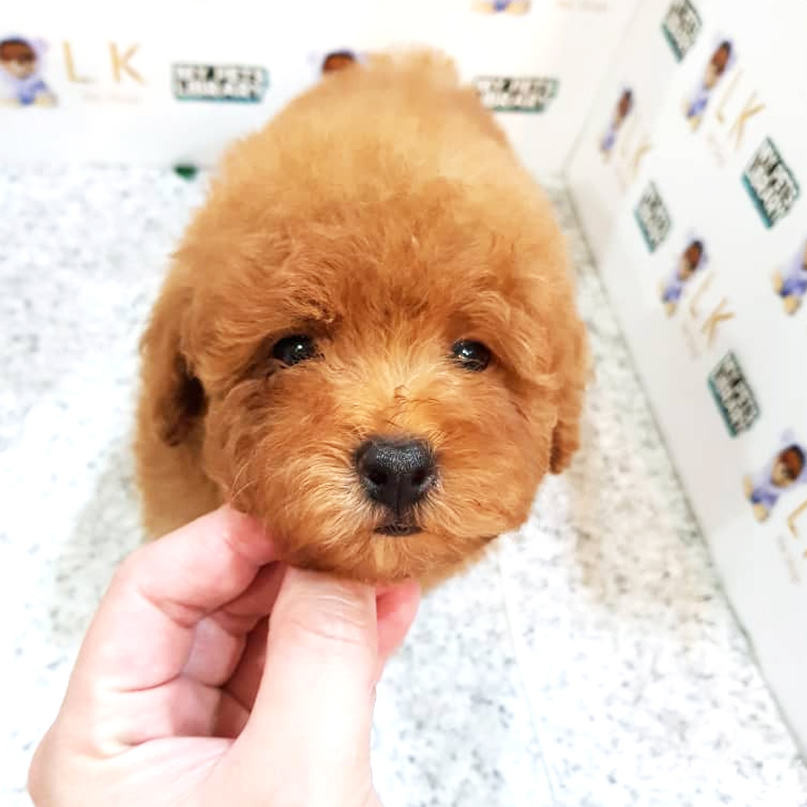 Toy Poodle Puppy (Male) For Sale