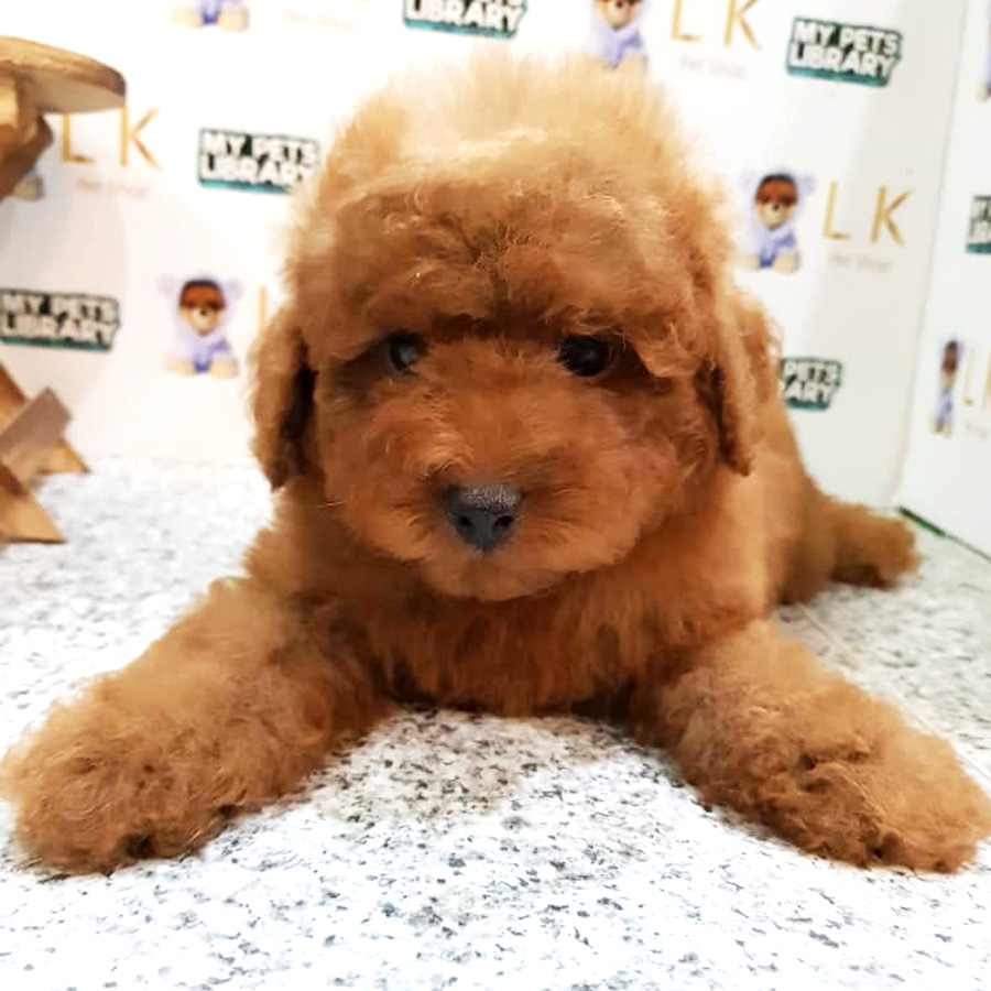 Toy Poodle Puppy (Male) For Sale