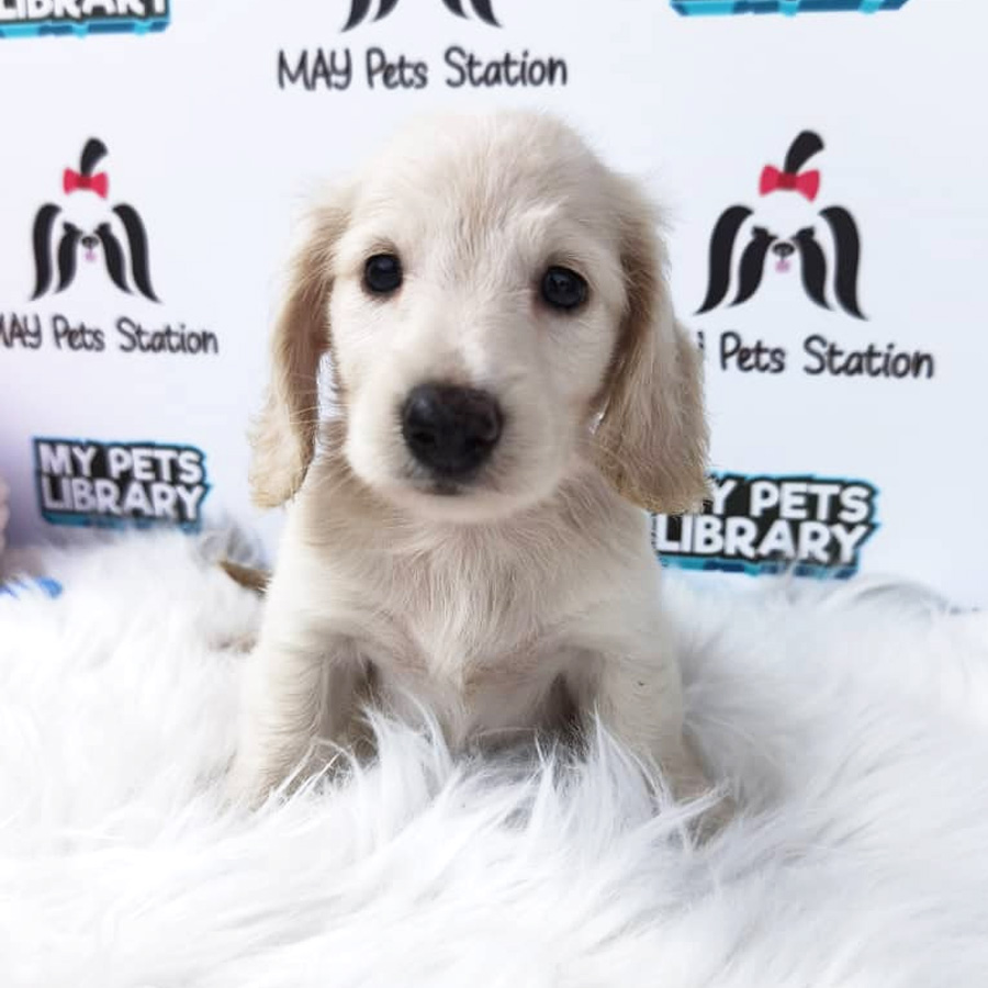 MKA Long Coat Mini Dachshund Puppy For Sale