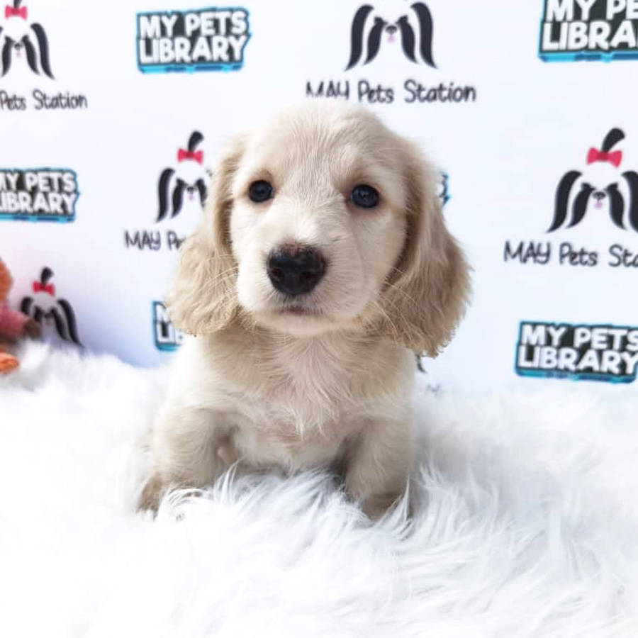 MKA Mini Dachshund Puppy For Sale (Long Coat)