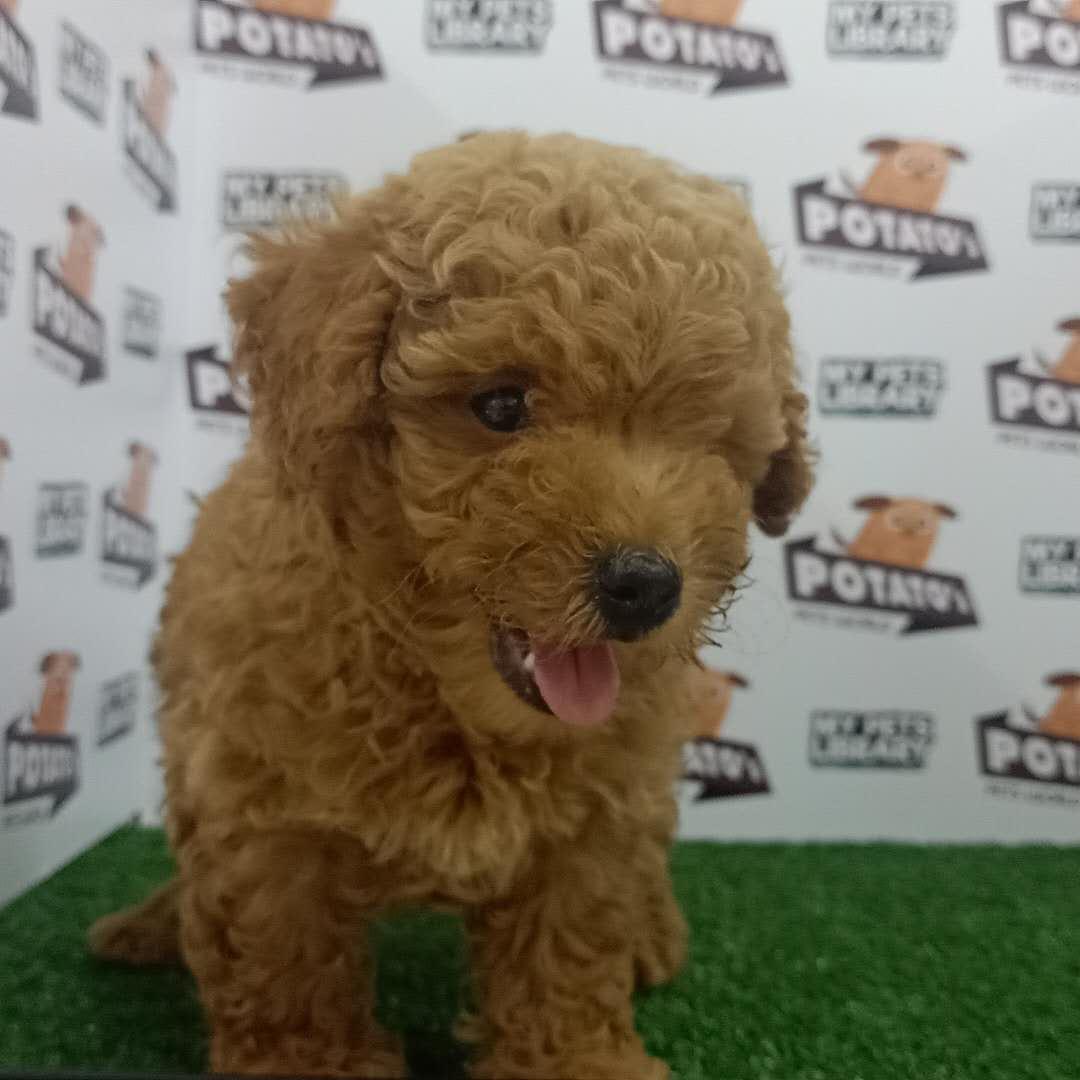 Toy Poodle Puppy For Sale (Male)