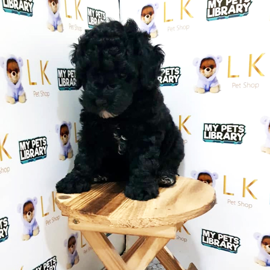 Toy Poodle Puppy For Sale (Female)