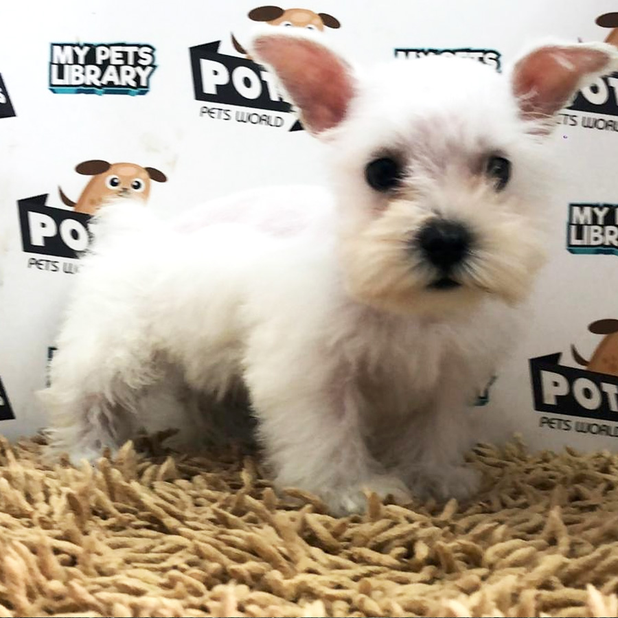 Miniature Schnauzer Puppy For Sale (Male)
