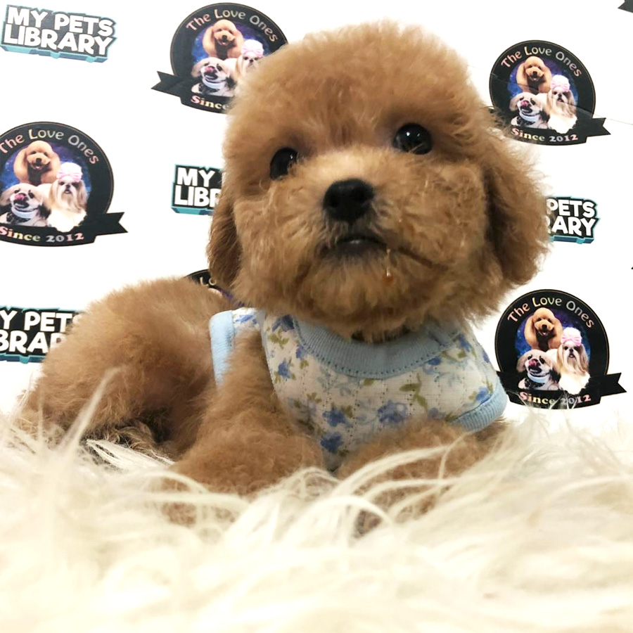 Toy Poodle Puppy For Sale (Male)