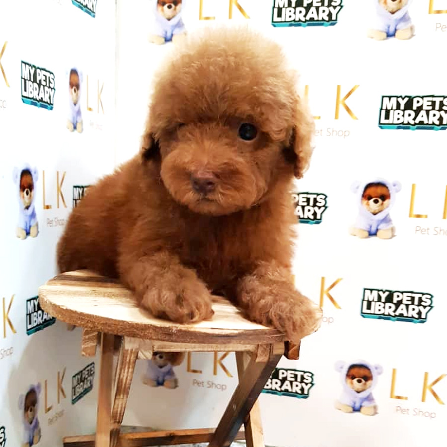 Toy Poodle Puppy For Sale (Male)