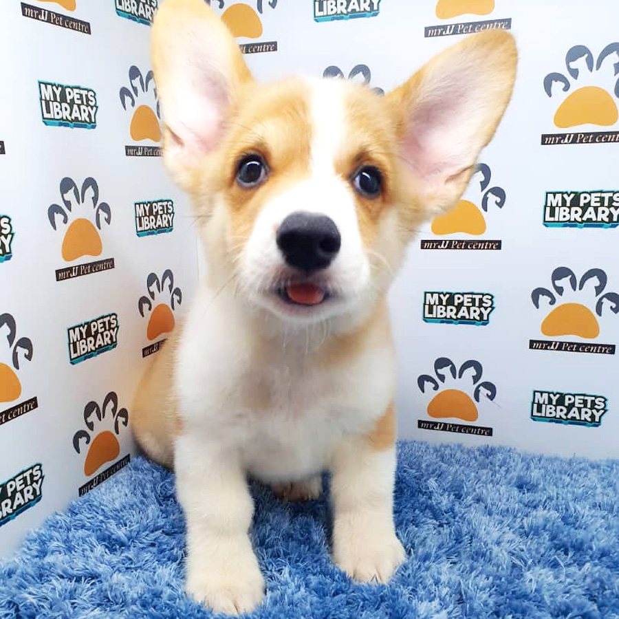 Corgi Puppy For Sale