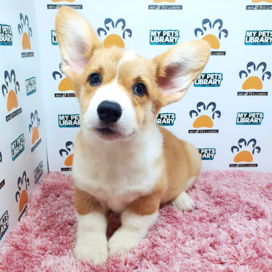 Corgi Puppy For Sale