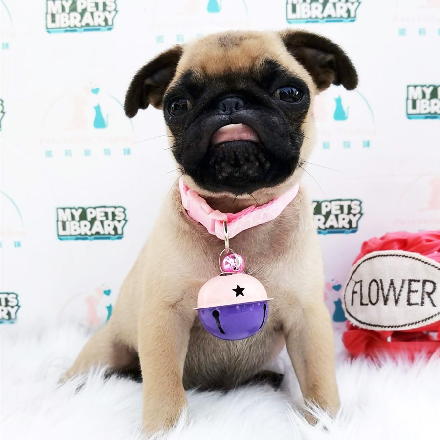 Pug Puppy For Sale (Female)