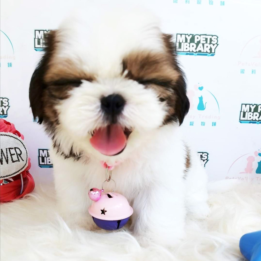 Shih Tzu Puppy (Female) For Sale