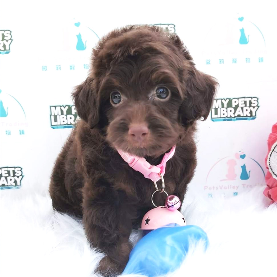 Toy Poodle Puppy For Sale (Male)