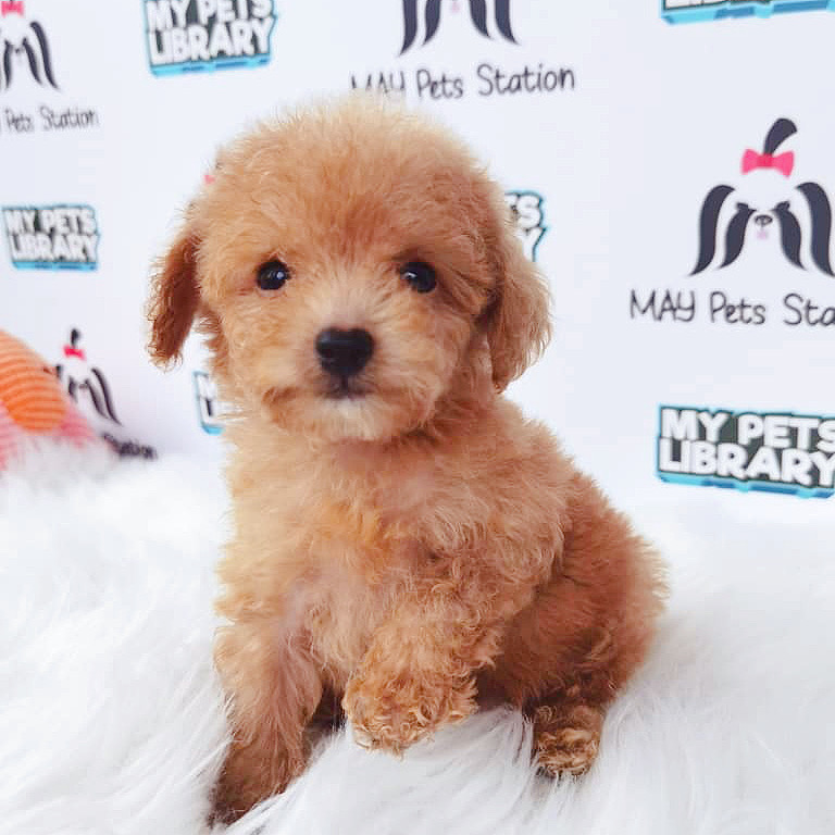 Tiny Toy Poodle Puppy For Sale (Male)