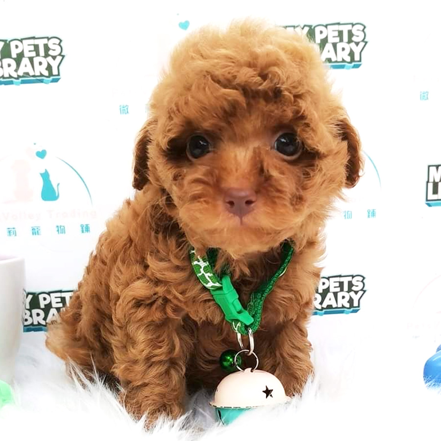 Toy Poodle Puppy (Female) For Sale