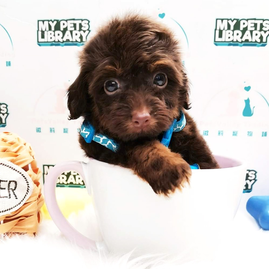 Toy Poodle Puppy (Female) For Sale